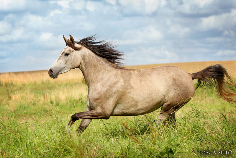 Gray Horse Running — Green, Dynamic, Afternoon, Photograph