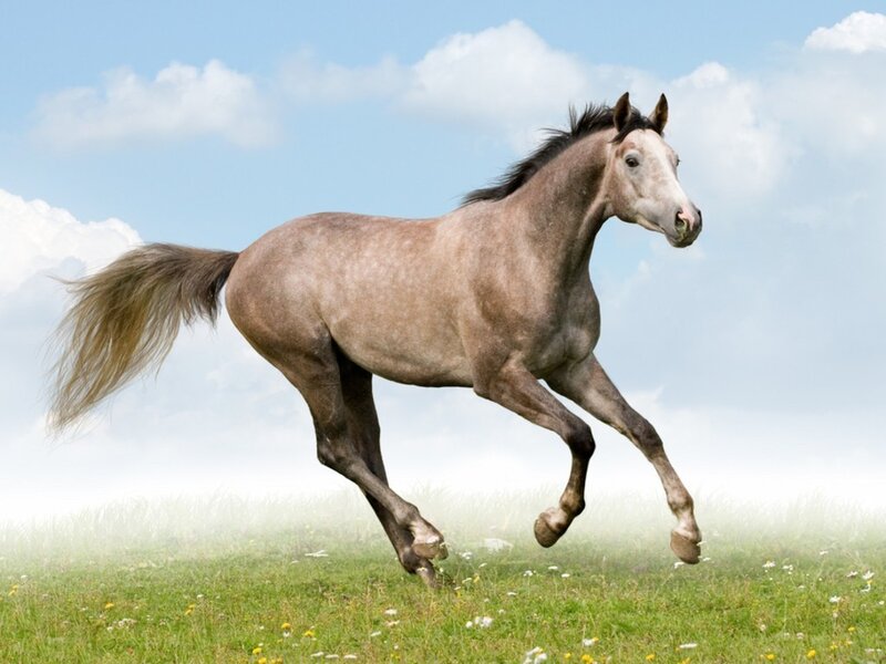 Gray Horse Running — Green, Dynamic, Afternoon