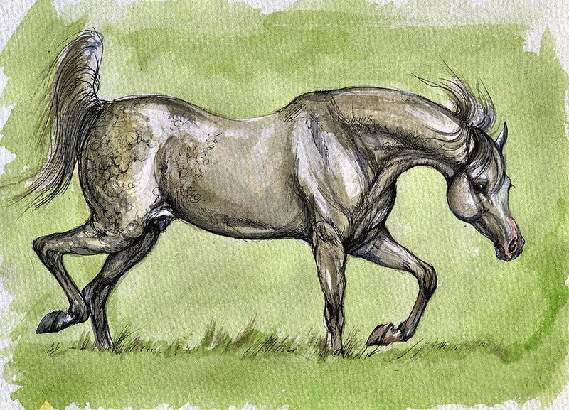 Gray Horse Running — Green, Dynamic, Illustration