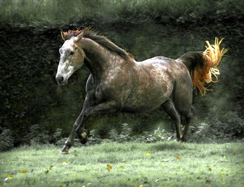 Gray Horse Running — Green, Dynamic
