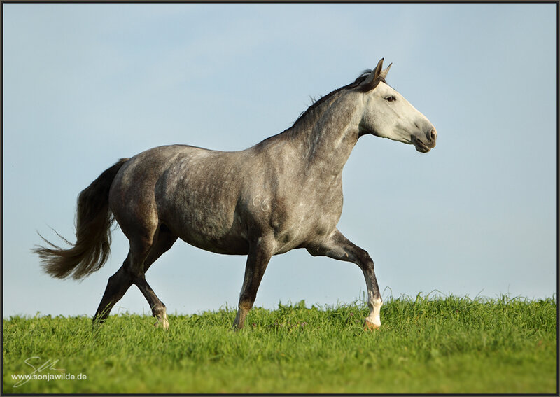 Gray Horse Running — Green, Serene
