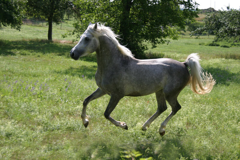 Gray Horse Running — Green