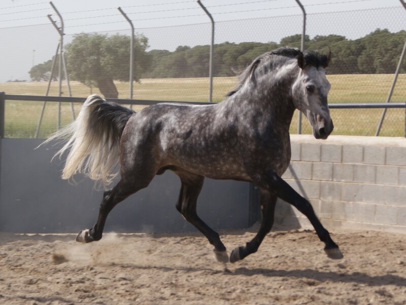 gray horse running in arena