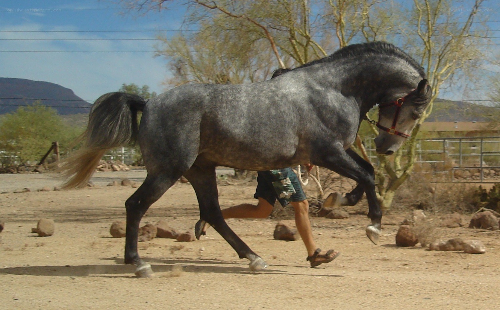 gray horse running in desert