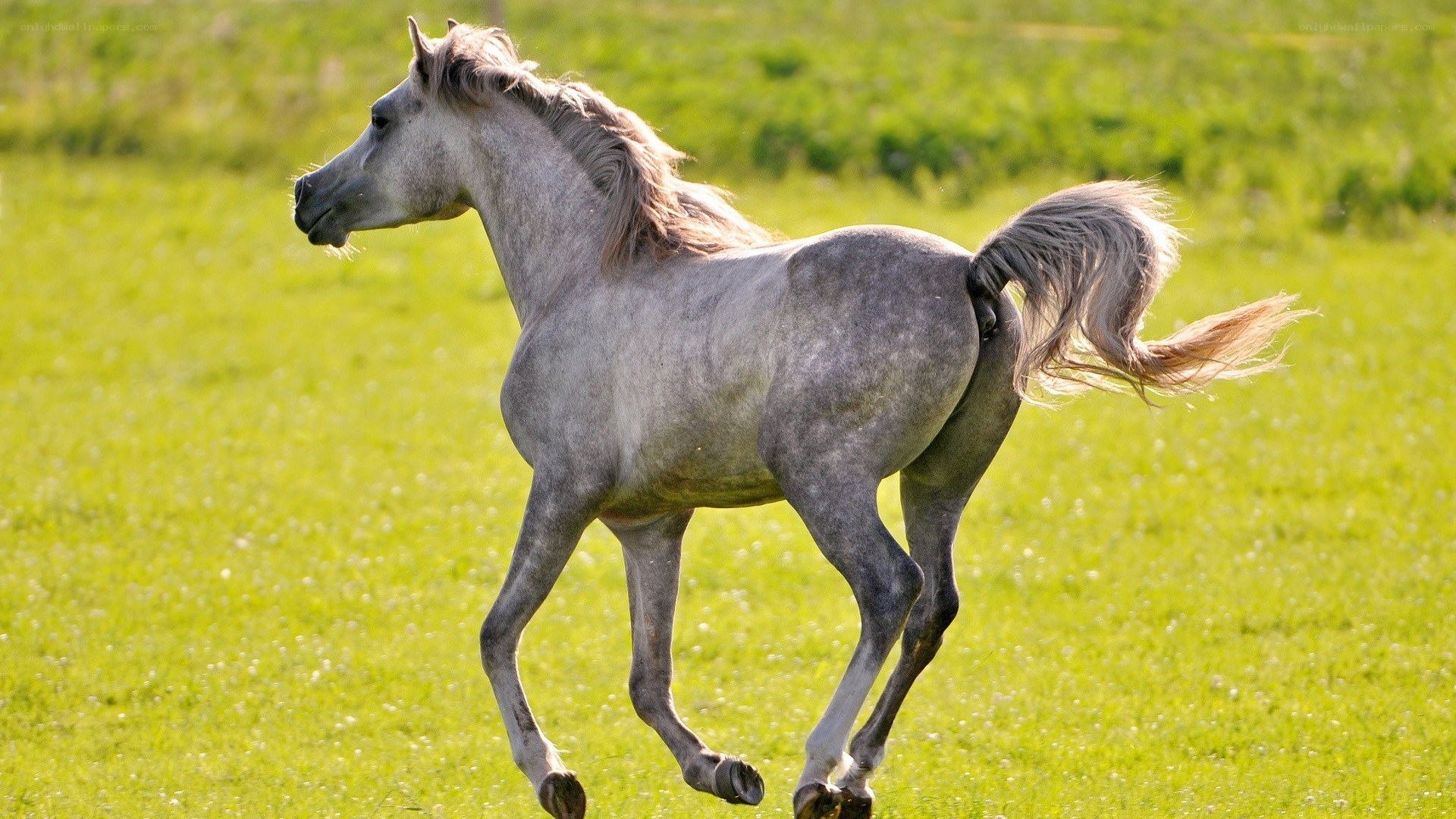gray horse running in field