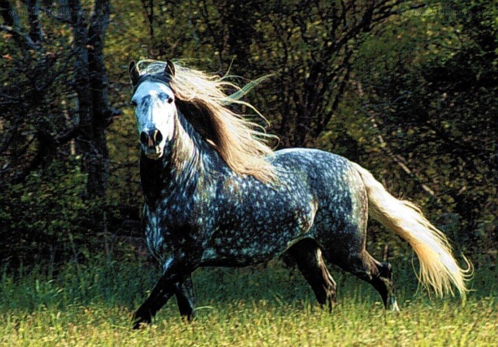 gray horse running in field