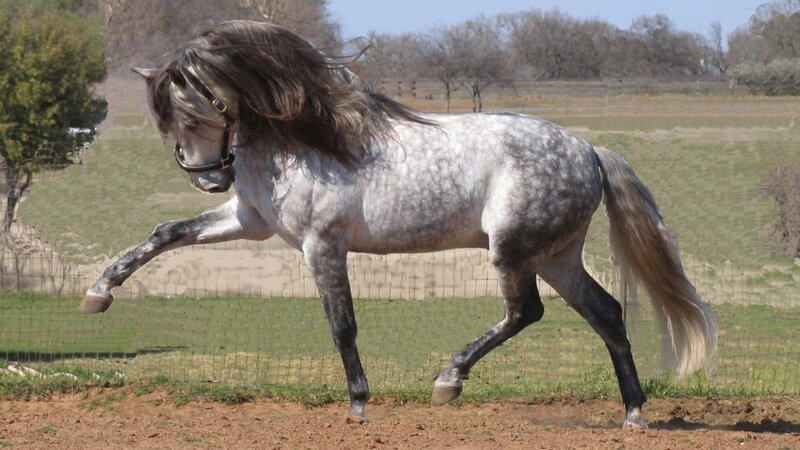 gray horse running in field