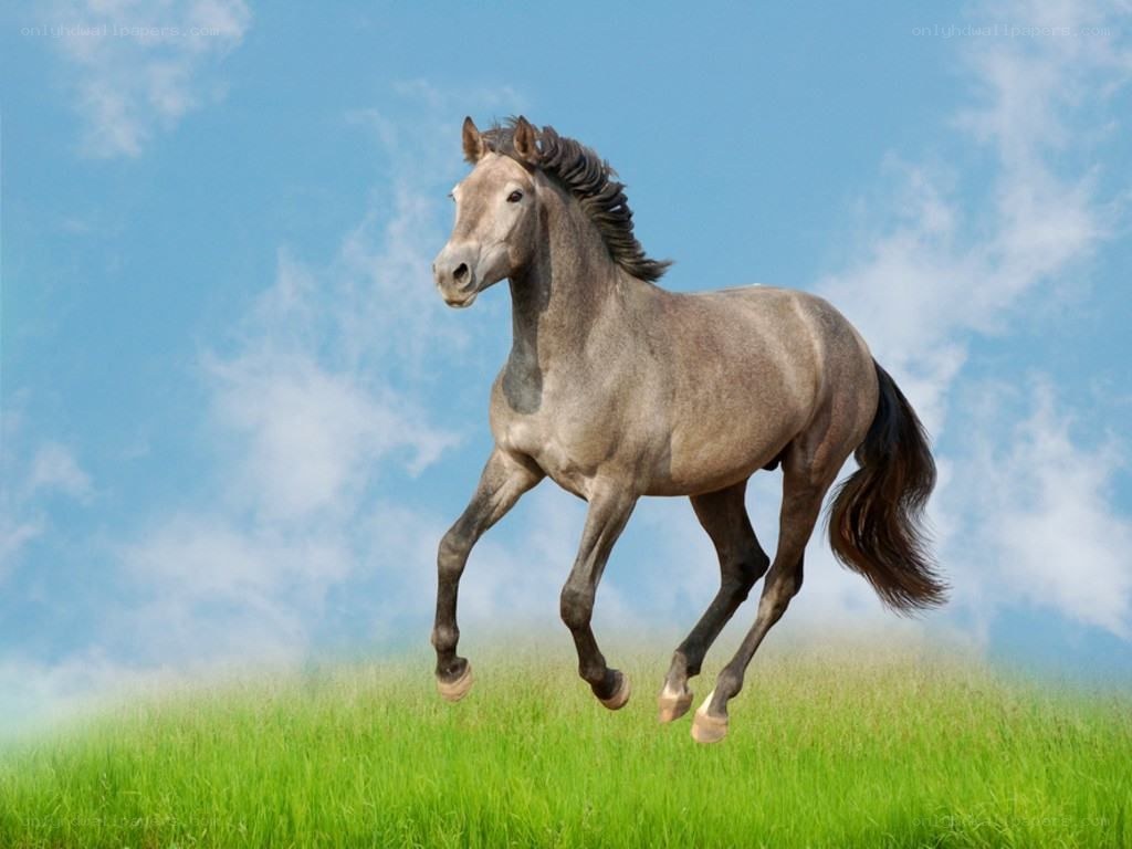 gray horse running in field
