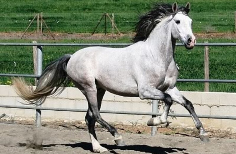 gray horse running in paddock