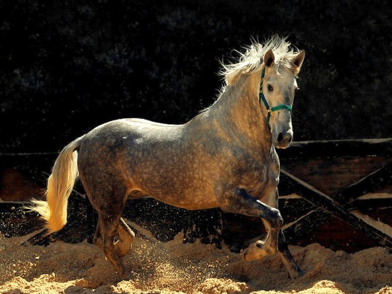 gray horse running in sand