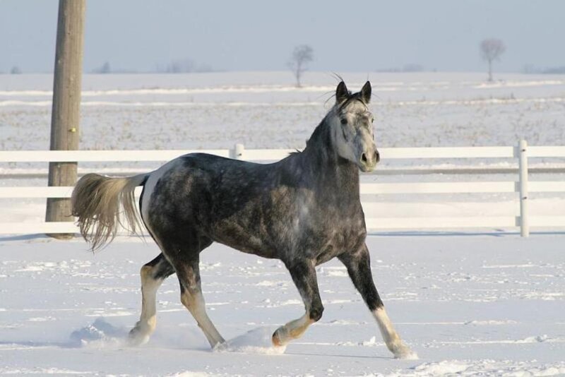 gray horse running in snow