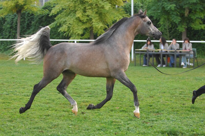 gray horse running on grass
