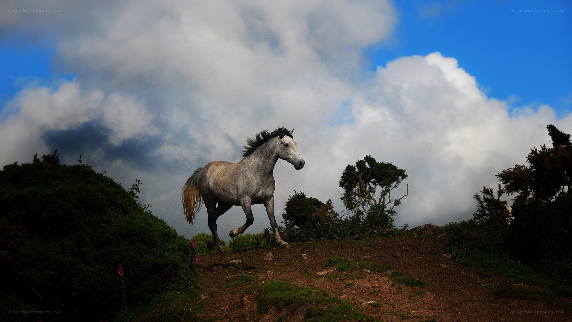 gray horse running on hill