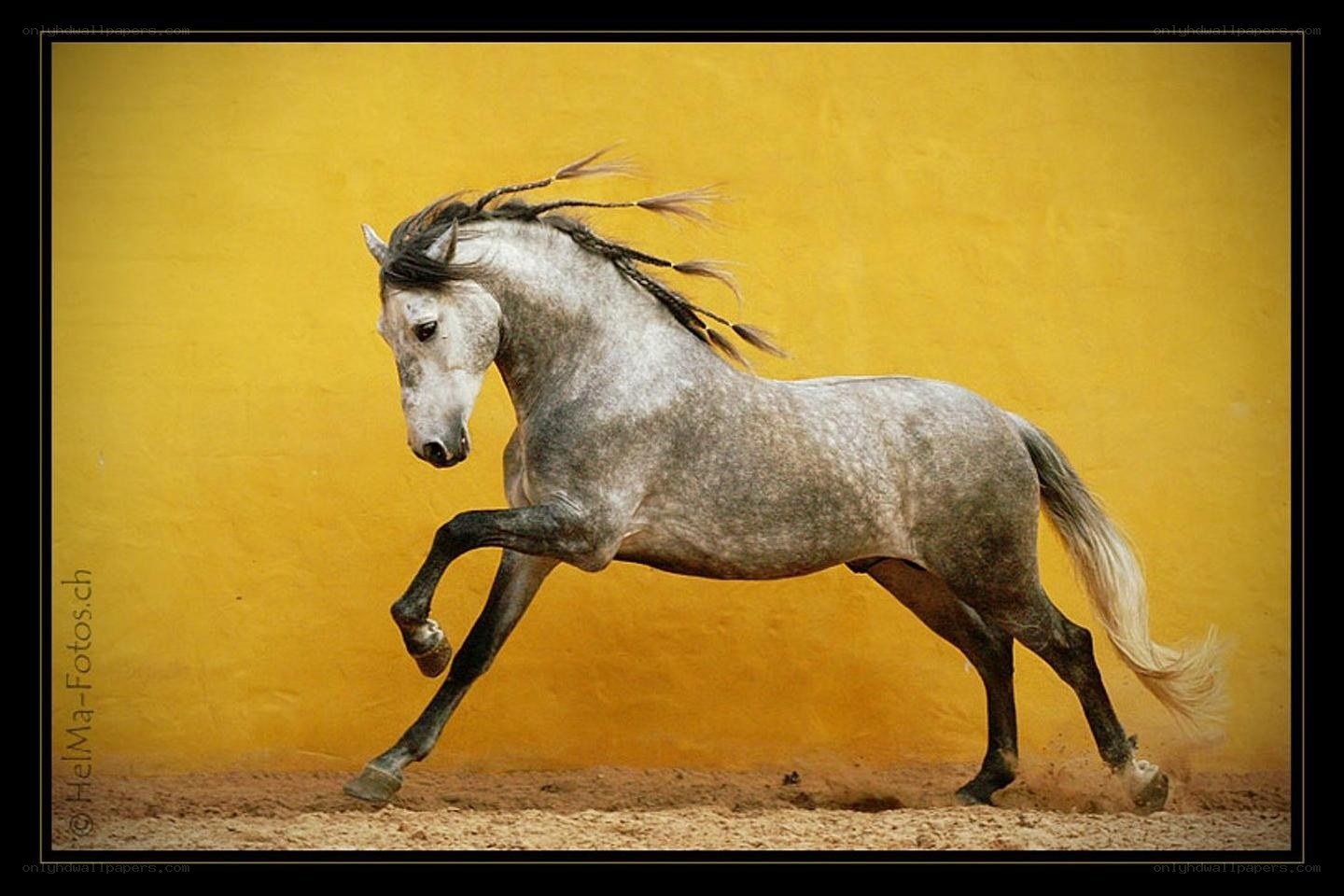 gray horse running on yellow background