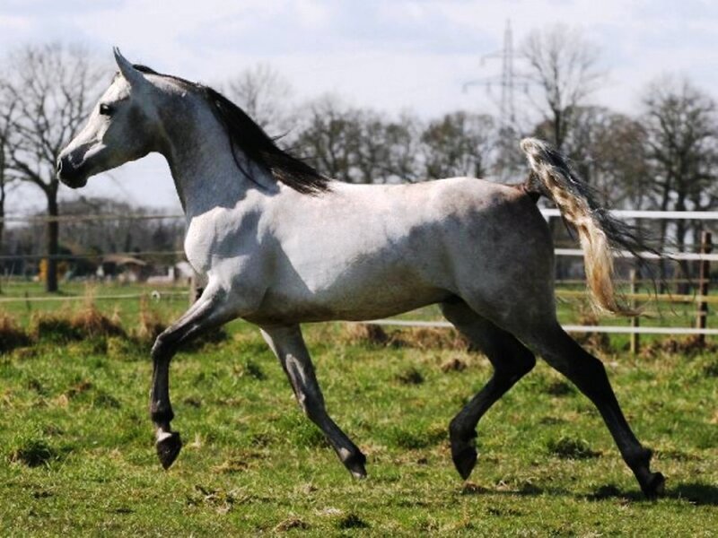 Gray Horse Running — White, Active