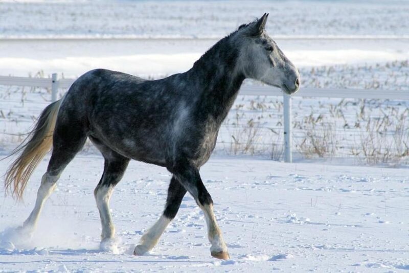 Gray Horse Running — White, Active, Winter