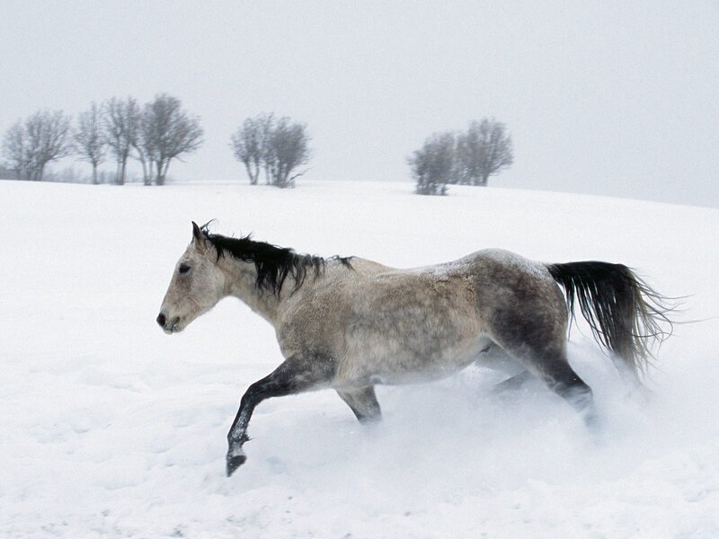 Gray Horse Running — White, Cold