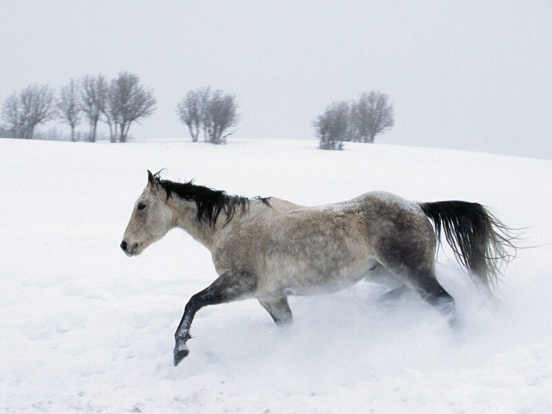 Gray Horse Running — White, Cold, Winter, Photograph, Snow, Trees, Field