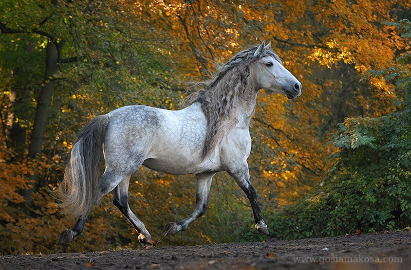 Gray Horse Running — White, Dynamic