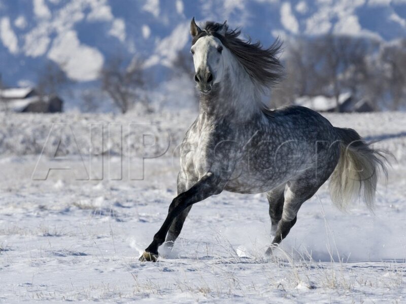 Gray Horse Running — White