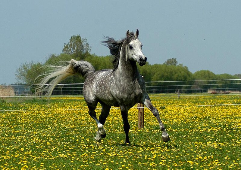 Gray Horse Running — Yellow