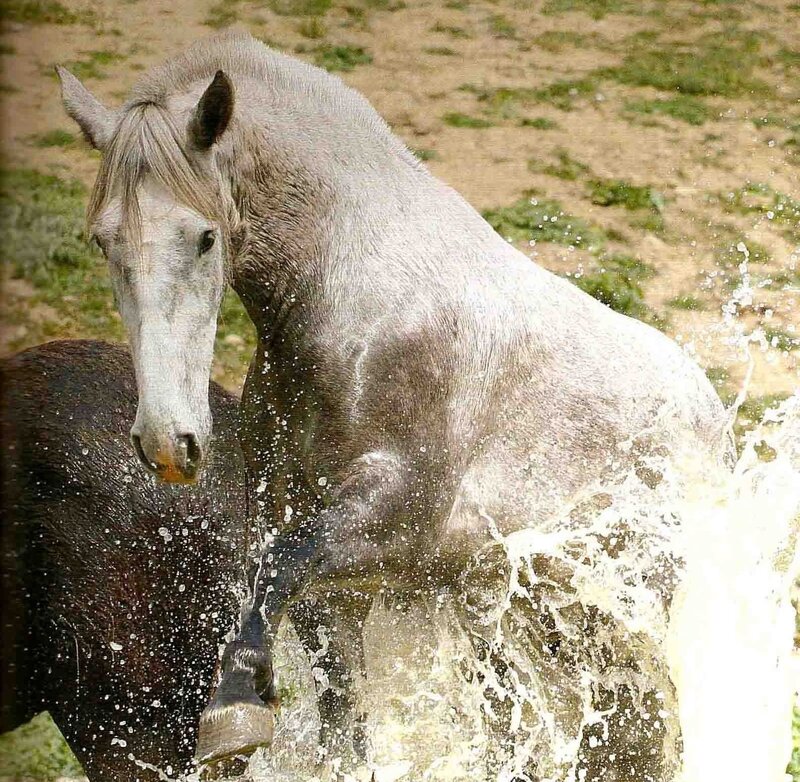 Gray Horse Splashing Water