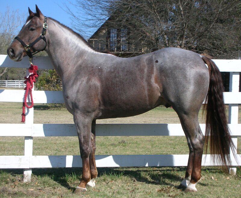 gray horse standing by fence