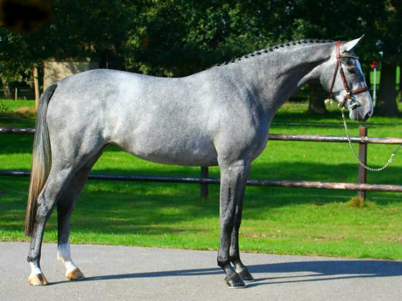Gray Horse Standing — Calm, Afternoon, Photograph, Fence