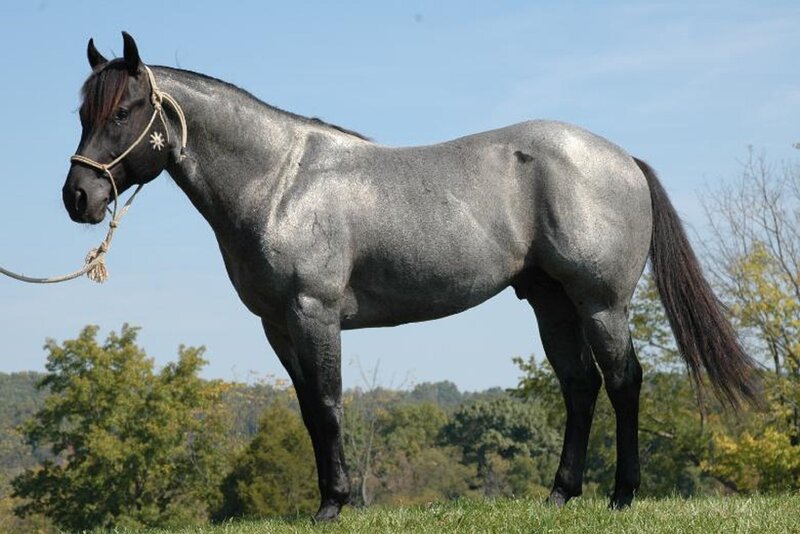 Gray Horse Standing — Calm, Afternoon, Photograph, Grass