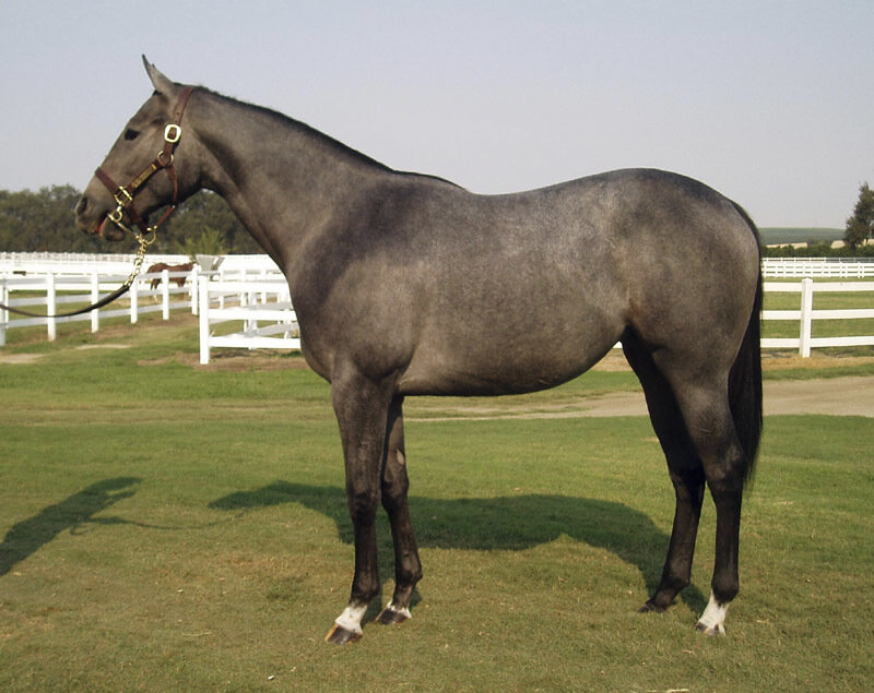 Gray Horse Standing — Calm, Afternoon, Photograph