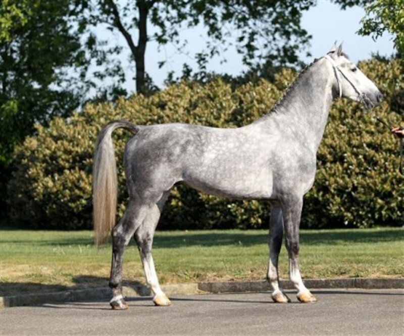Gray Horse Standing — Calm, Afternoon
