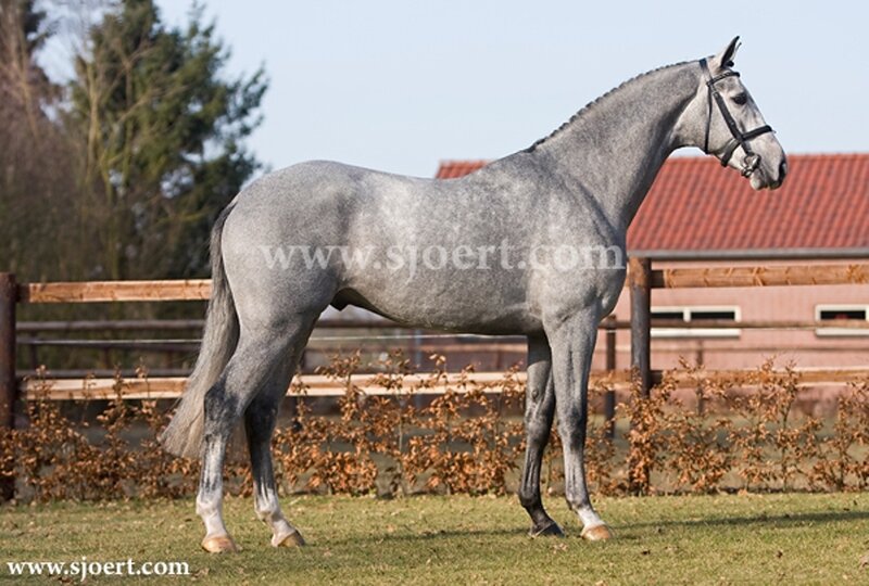 Gray Horse Standing — Calm