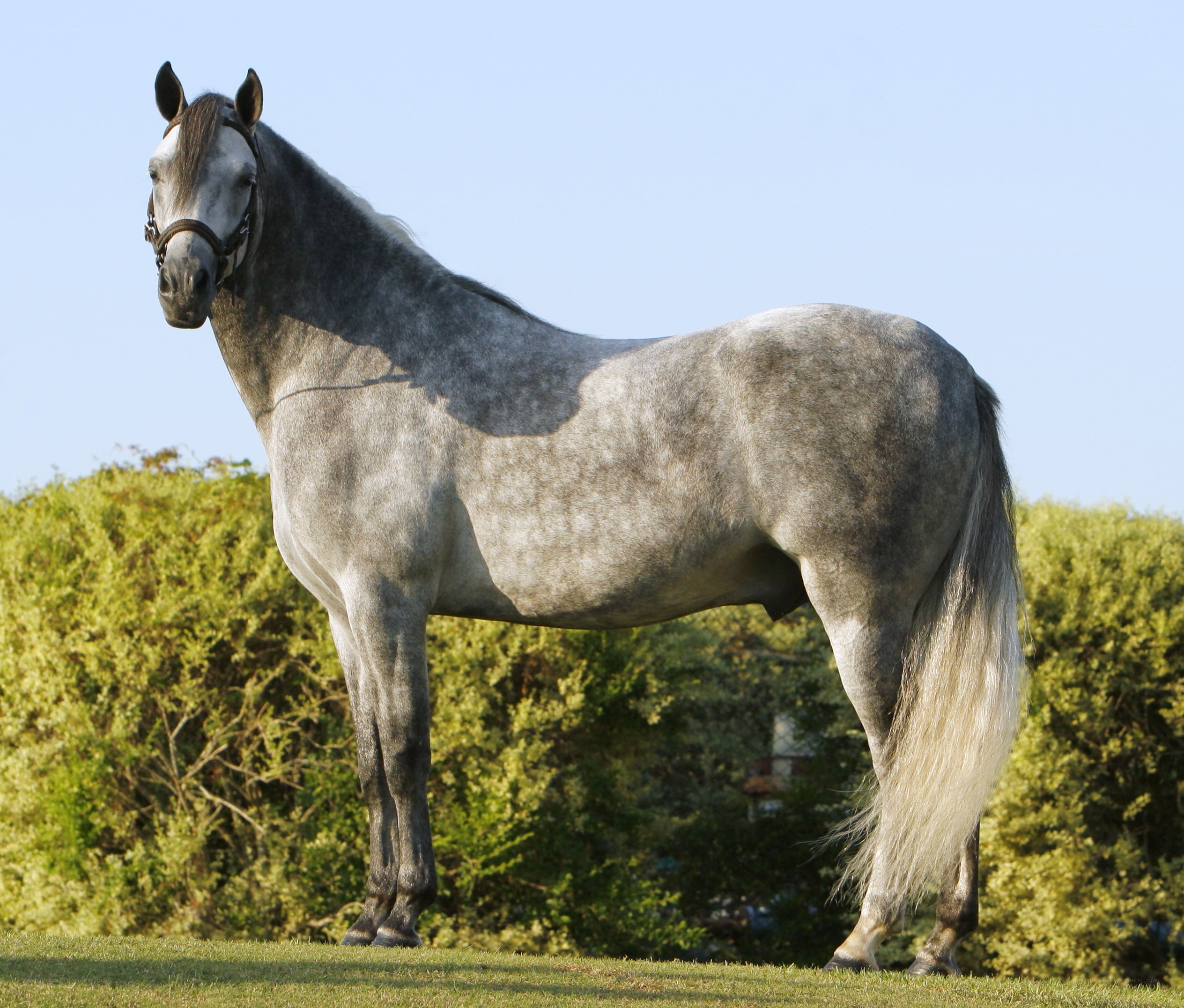 gray horse standing in field
