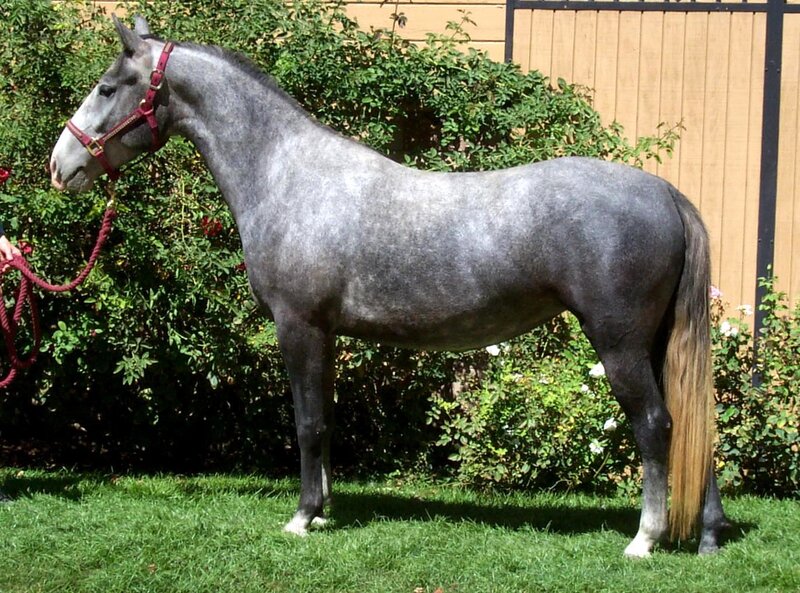 Gray Horse Standing