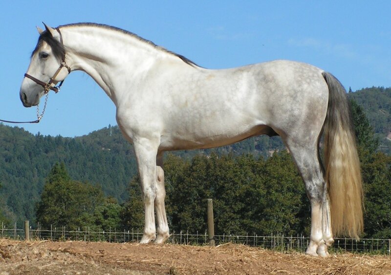 Gray Horse Standing — White