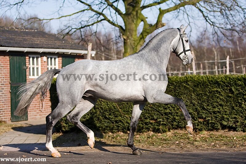 Gray Horse Trotting