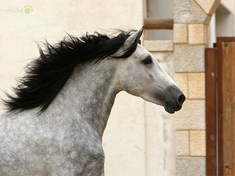 Gray Horse with Black Mane — Calm, Afternoon