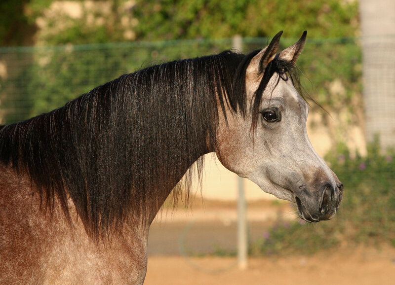 Gray Horse with Black Mane — Calm