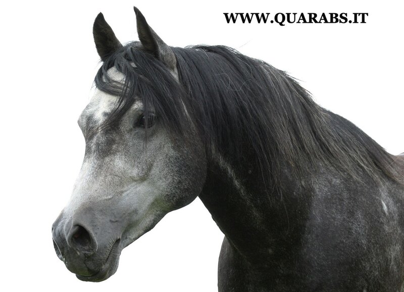 gray horse with black mane