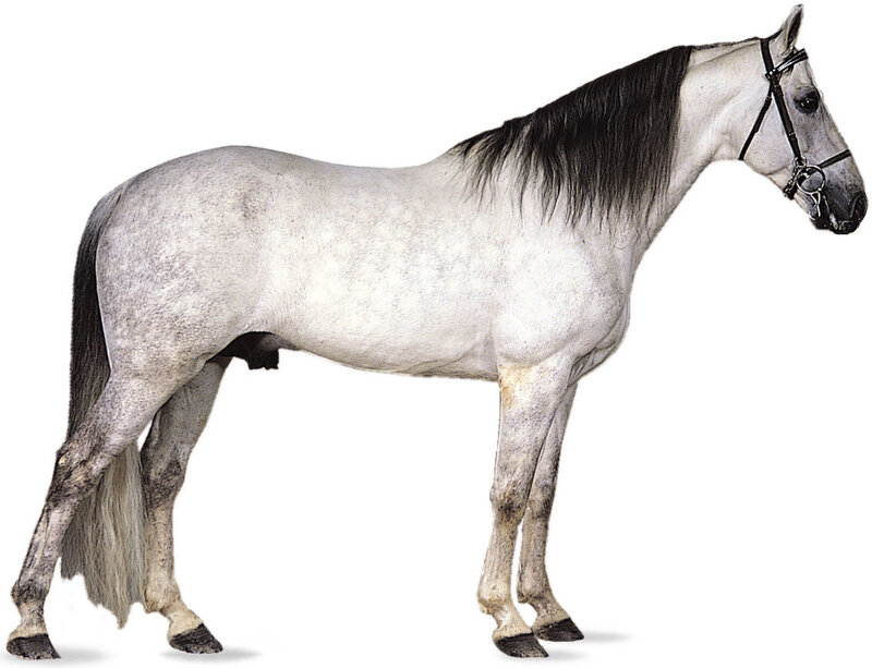 Gray Horse with Black Mane — White