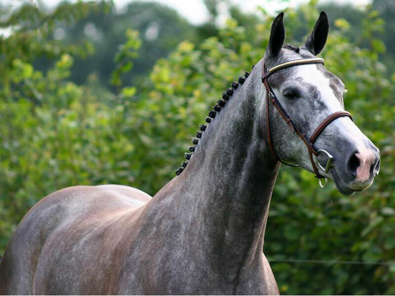 Gray Horse with Braided Mane — Calm