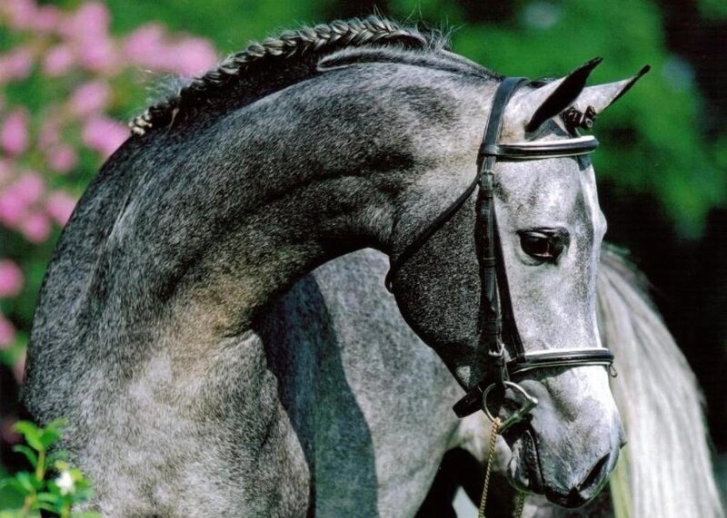 gray horse with braided mane