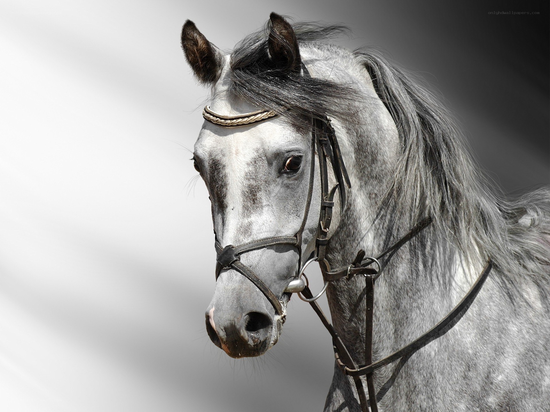 gray horse with bridle