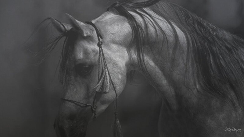 gray horse with bridle
