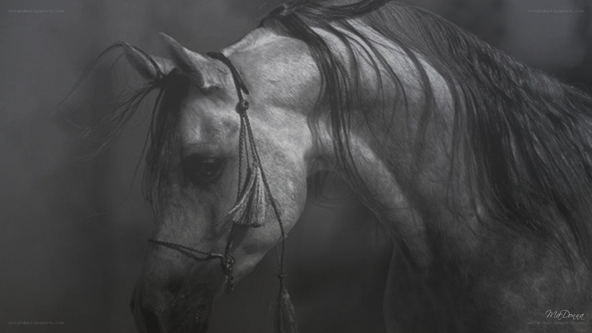 gray horse with bridle