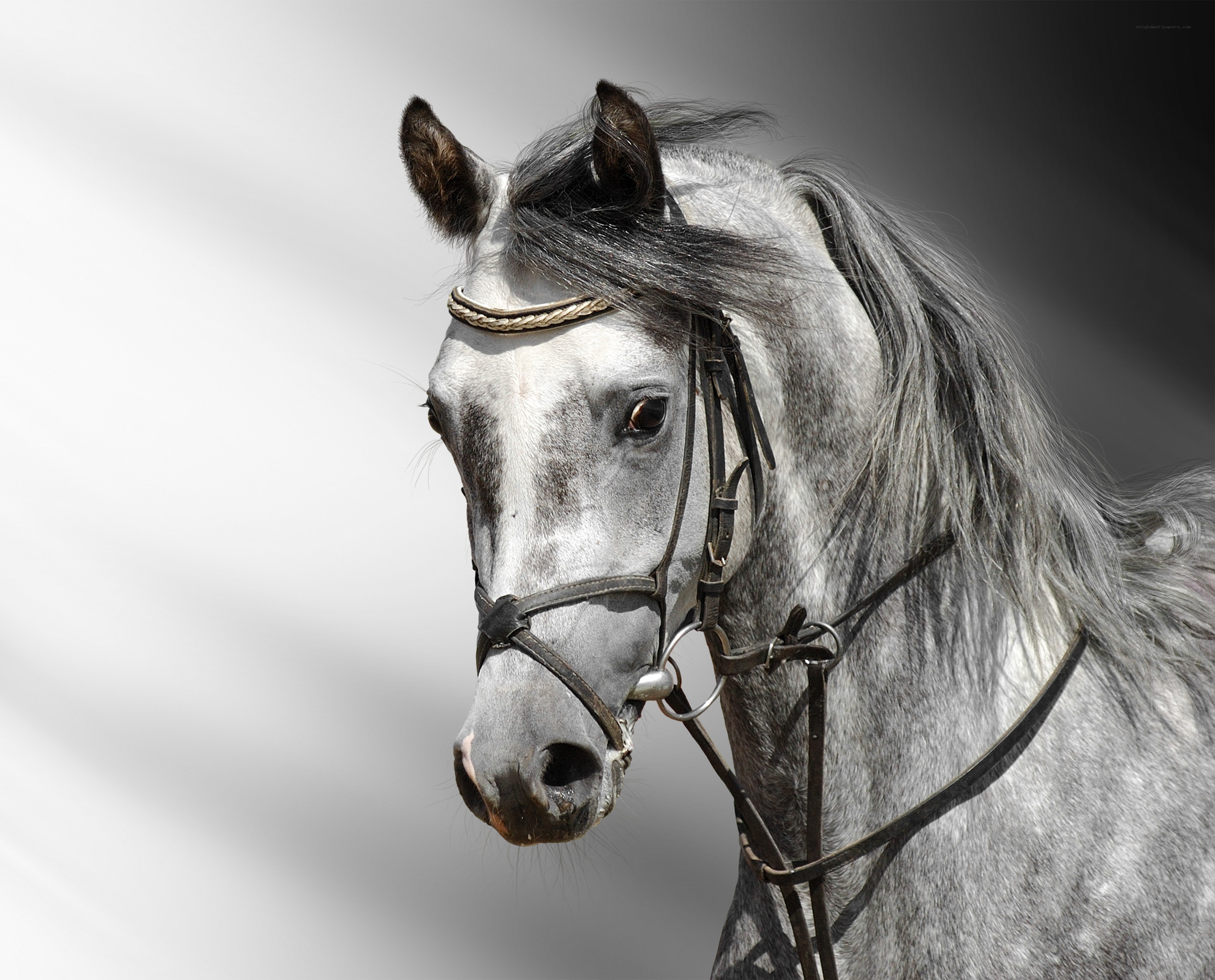 gray horse with bridle