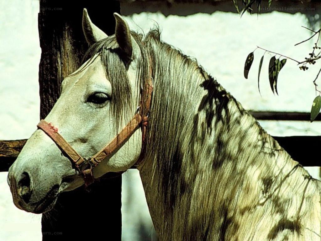 gray horse with bridle