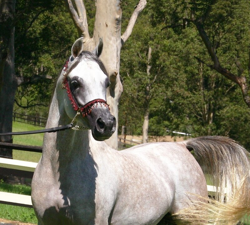 Gray Horse with Bridle — Calm, Afternoon