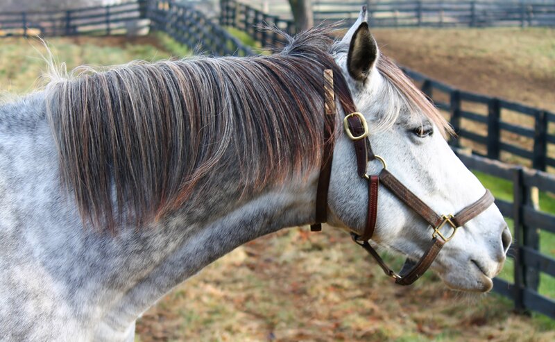 Gray Horse with Bridle — Calm, Autumn
