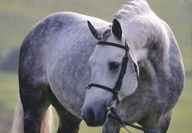 Gray Horse with Bridle — Calm, Photograph